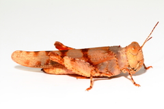 Qualetta maculata