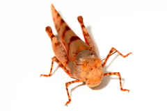 Qualetta maculata