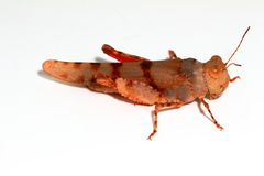 Qualetta maculata
