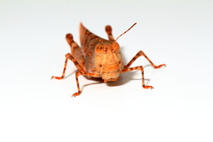 Qualetta maculata