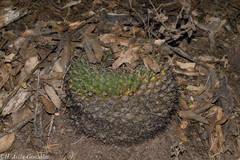 Mammillaria wagneriana