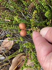 Hibbertia microphylla