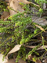 Hibbertia microphylla