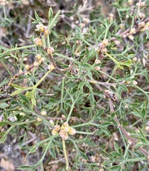 Petrophile squamata