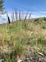 Corynephorus canescens