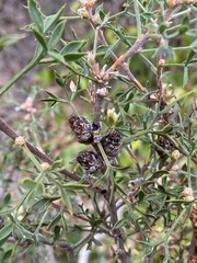 Petrophile squamata