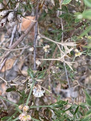 Petrophile squamata