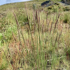 Corynephorus canescens