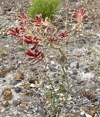 Anigozanthos rufus