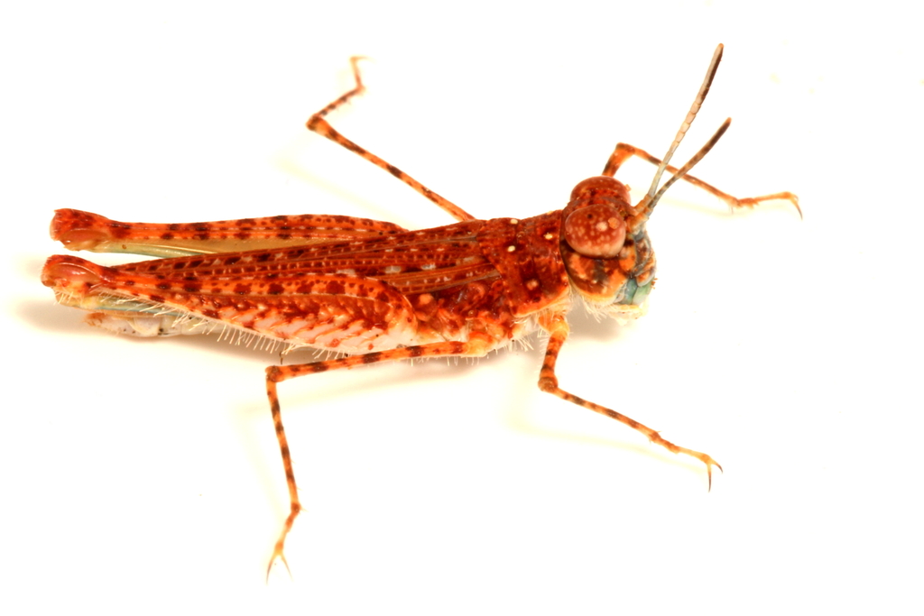 Sand Dune Grasshopper