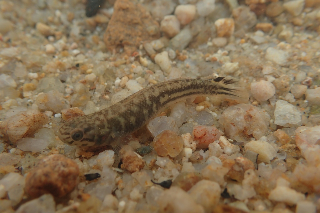 Abes grondel (Mugilogobius abei) — Gobiidae