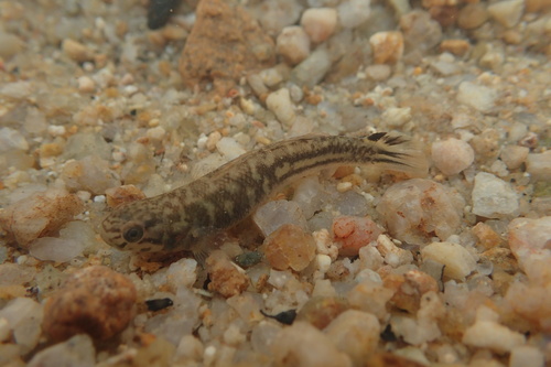 Abes grondel (Mugilogobius abei) — Gobiidae