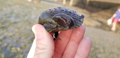 Argopecten ventricosus