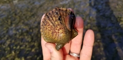 Argopecten ventricosus