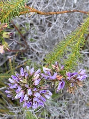 Gompholobium confertum