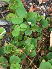 Gonocarpus micranthus micranthus