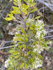Hakea ruscifolia