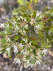 Hakea ruscifolia