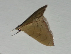 Hyalobathra crenulata