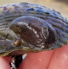 Crepidula onyx