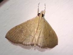 Hyalobathra crenulata