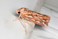 Meyrickella torquesauria