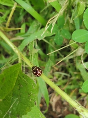 Platyphora spectabilis