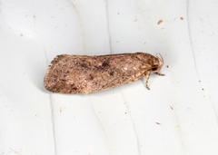 Syncometes vilis