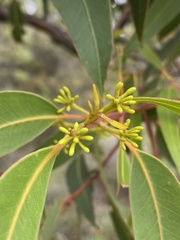 Eucalyptus staeri