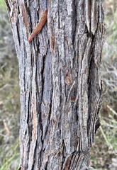 Eucalyptus staeri