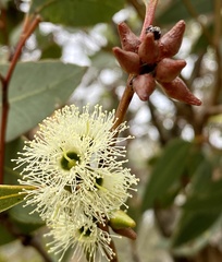 Eucalyptus decipiens
