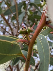 Eucalyptus decipiens