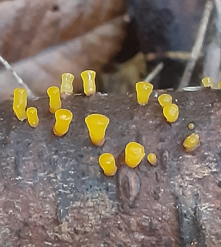 Dacrymyces capitatus