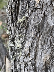 Eucalyptus decipiens