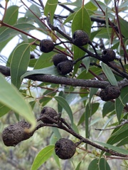Eucalyptus staeri
