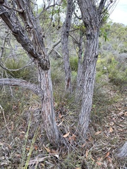 Eucalyptus staeri