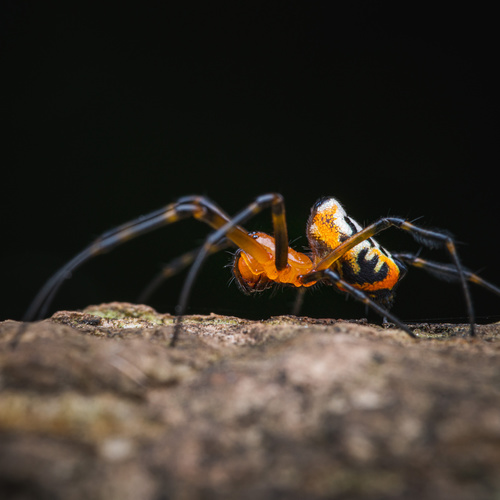 Orange-and-black Pear Spider photo 4