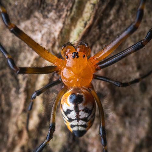 Orange-and-black Pear Spider photo 3