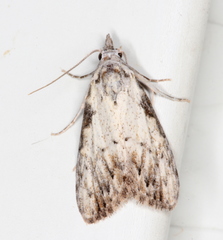 Nola pleurochorda