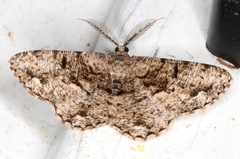 Hypomecis externaria