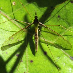 Leptotarsus albistigma