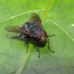 Calliphoroides antennatis