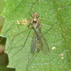 Limnophilella delicatula