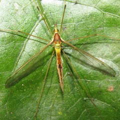 Leptotarsus albistigma