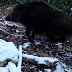 Sus scrofa leucomystax