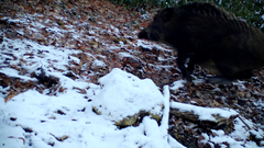 Sus scrofa leucomystax