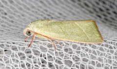 Earias subviridis