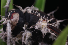 Ophiocordyceps