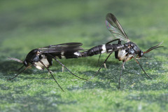 Diptera