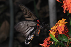 Papilio memnon